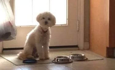 Maltipoo sitting in front of eating bowls