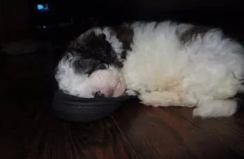 puppy sleeping on a shoe