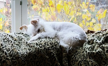 Health Vibes- Pets are great stress reducers, and my dog can go on walks with me too