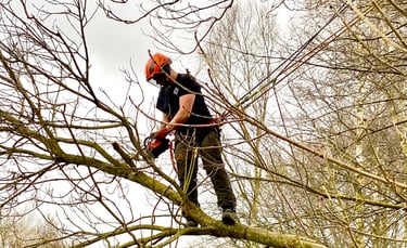 Chainsaw from harness / aerial pruning