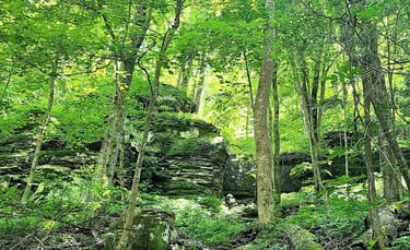 Soddy Daisy, TN - Rock cliffs & trees on the N. Chickamauga Creek Gorge trail to Soddy Blue Hole
