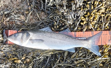 56cm Bass
