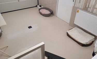 Elevage de Schnauzer nain noir
