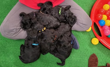 Eleveuse de Schnauzers nains et ses chiots
