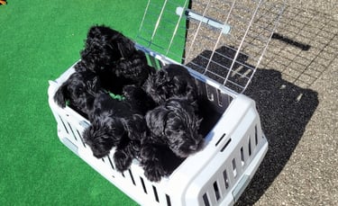 Chiots des diamants Noirs d'Also