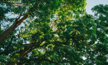Grünes Blätterdach im Wald – Symbol für Ruhe, Natur und Achtsamkeit