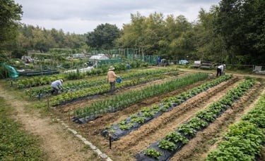 市民菜園する人のイメージ画像｜堺市のニュースならサカイタイムズ