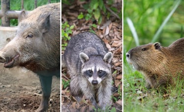 堺市で確認されている野生のイノシシ、アライグマ、ヌートリアのイメージ画像|堺市のニュースならサカイタイムズ