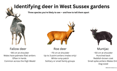 Common UK Deer Comparison