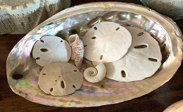 sand-dollars-on-anna-maria-island