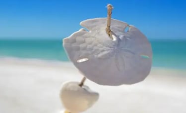 where-to-find-sand-dollars-on-anna-maria-island