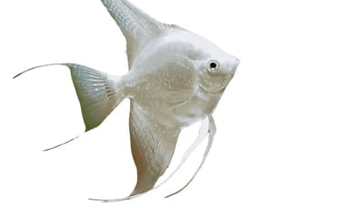 Angelfish