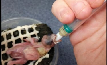 A tiny, featherless baby bird is being carefully hand-fed with a syringe, in a little nest