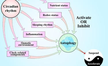 autophage activation and fasting