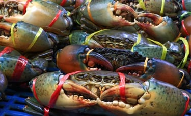 vietnamese crab supplier