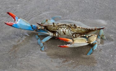 Blue Crab (Callinectes sapidus) - United States