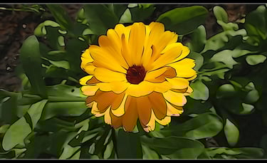 Flowers of Barrowford