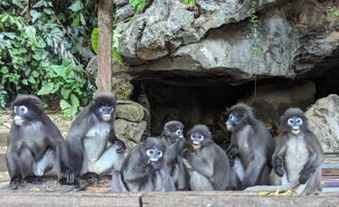 Les Langurs, singes à lunettes, Chumphon
