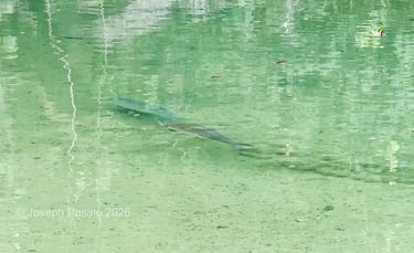 enchanted fish in caramoan