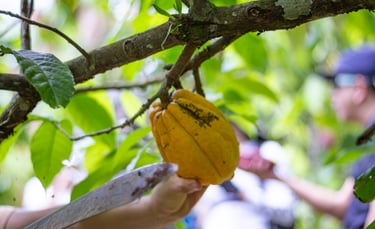 Day tour a una finca cacaotera Puerto Quito