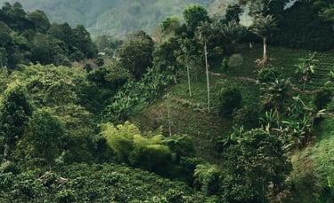 Lush green coffee plantation on a steep hillside in a tropical mountain valley under a cloudy sky.