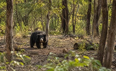 A Sloth Bear in serene indian forest