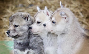 3 süße Huskywelpen blicken in eine Richtung.