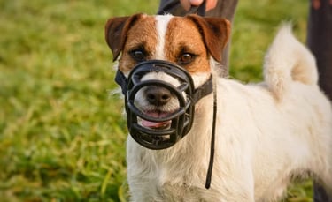 Jack Russell muzzled 