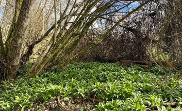 sol tapis d'ail des ours avec des arbres tombant