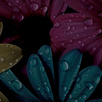 pétales de fleurs très colorées, accès rubrique Créations des Alchimistes en Herbes