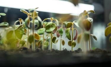 Young green seedlings growing in soil under indoor grow lights for a spring garden.