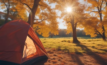 A hunting dog wearing a GPS collar, alert and ready in a sunlit forest clearing.