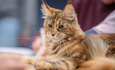 Brown Classic Tabby