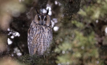 long eared owl form Thessaloniki