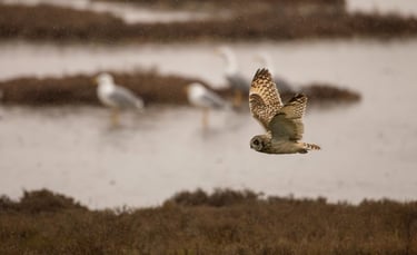 short eared owl in flight at Axios Delta, Greece