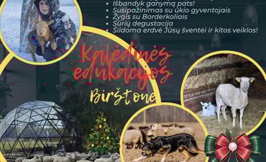 Kalėdos su Borderkoliais