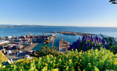 Vista do porto de Napier com barcos atracados e a cidade ao fundo, sob céu ensolarado.