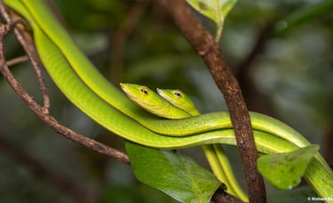 Two bright green vine snakes coiled together on a tree branch in a tropical forest.
