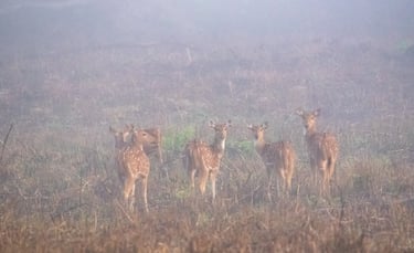 a herd of young deers in Valmiki TR, close to where the abandoned one was found