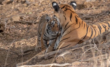 A tigress and her cub snuggling in the wild
