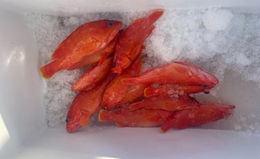 Photo de poissons rouge fraichement péchés dans une glacière posée sur un tapis de glace