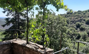 Vue de la terrasse sur la nature au gîte la Petite Corse en Haut-languedoc dans l'Hérault