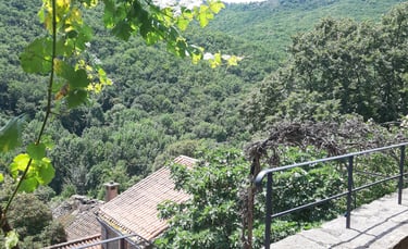 Vue depuis la terrasse du gîte la Petite Corse sur la forêt environante