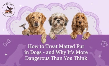 How to Treat Matted Fur in Dogs - and Why It's More Dangerous Than You Think