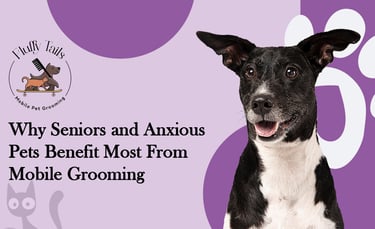 Why Seniors and Anxious Pets Benefit Most From Mobile Grooming