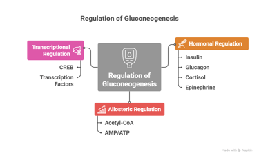 Gluconeogenesis-regulation
