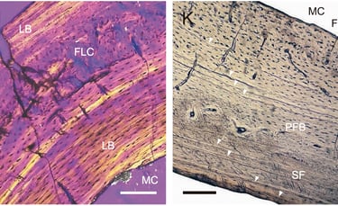 Histological thin sections of Prolagus sardus, doi: 10.1093/zoolinnean/zlad112