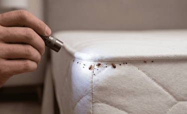 bed bugs on the seams of a matress