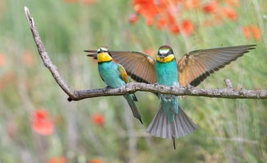 à la rencontre des oiseaux au Salin des Pesquiers