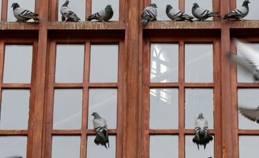 Pigeons nichant sur le rebord d'une fenêtre de copropriété